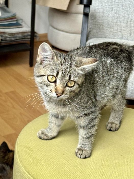Кошенята,4 міс,оброблені від бліх,глистів,вакциновані,ходять на лоток