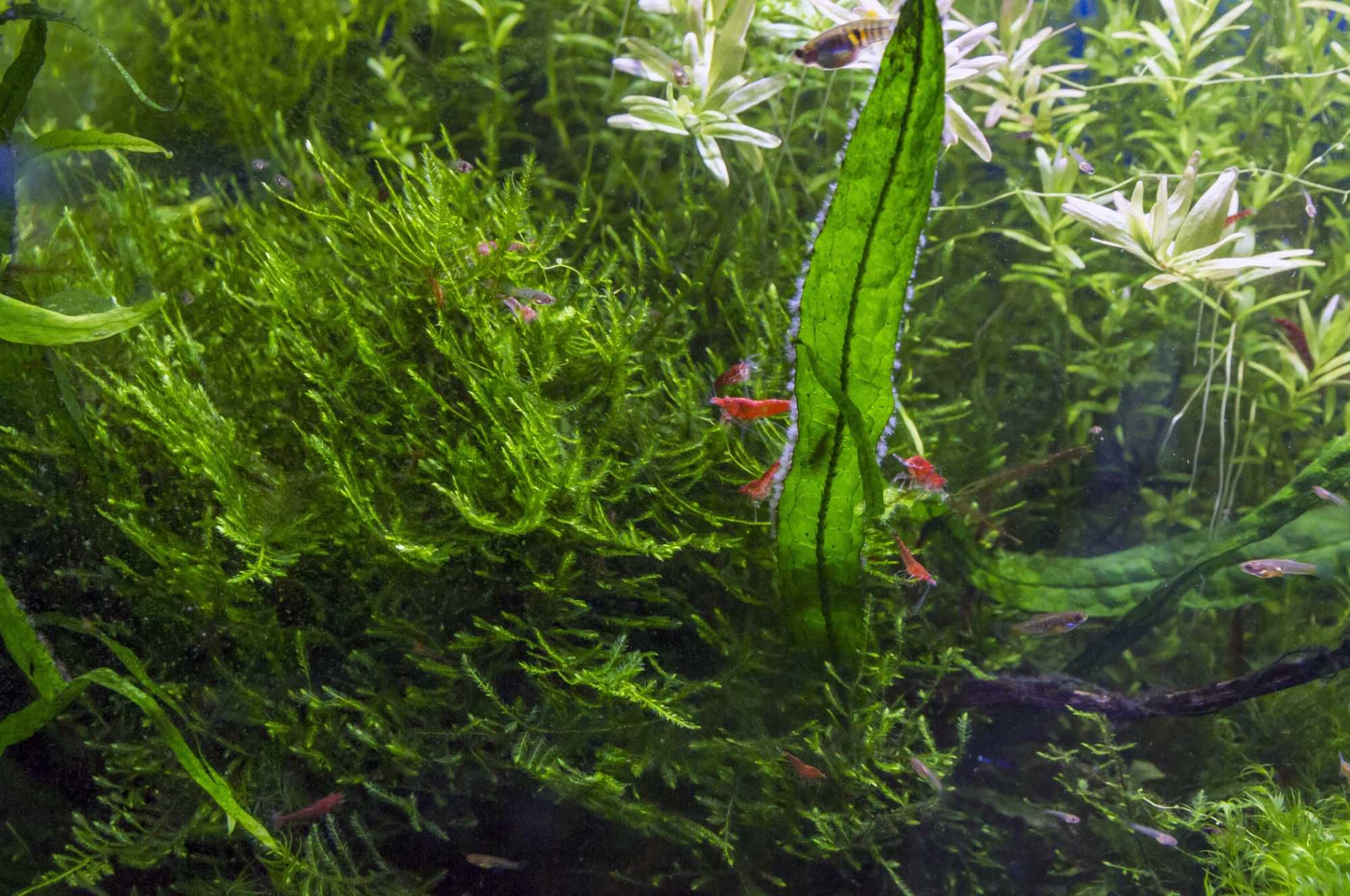 Mech Christmas Moss Xmoss choinkowy średnia porcja 30 ml wysyłka