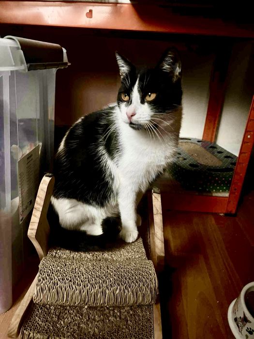 Kotek roczny do adopcji