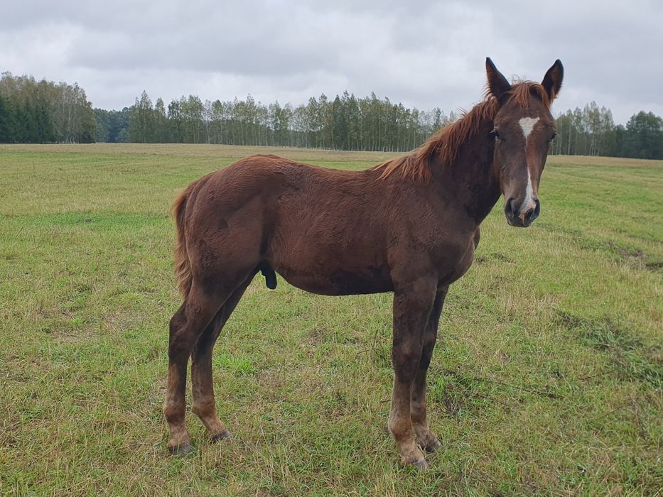 Ogier pogrubiony 6-miesięczny