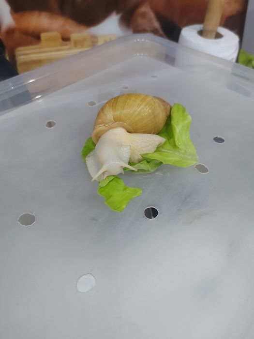 Ślimak afrykański Lissachatina fulica