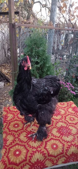 Піники чорного козінхіна