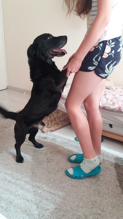 Pies szuka nowego domu