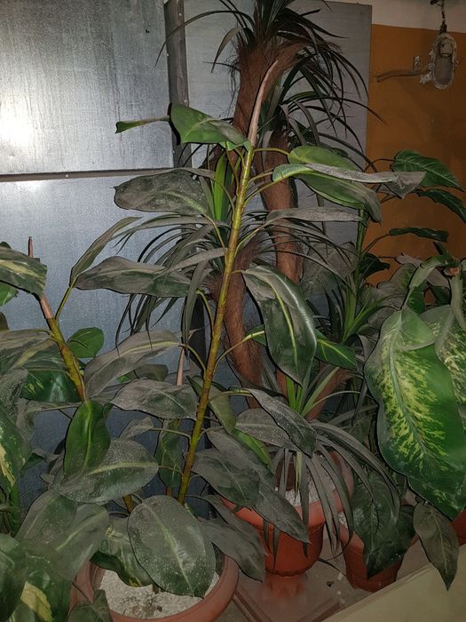 Sztuczne Kwiaty drzewka