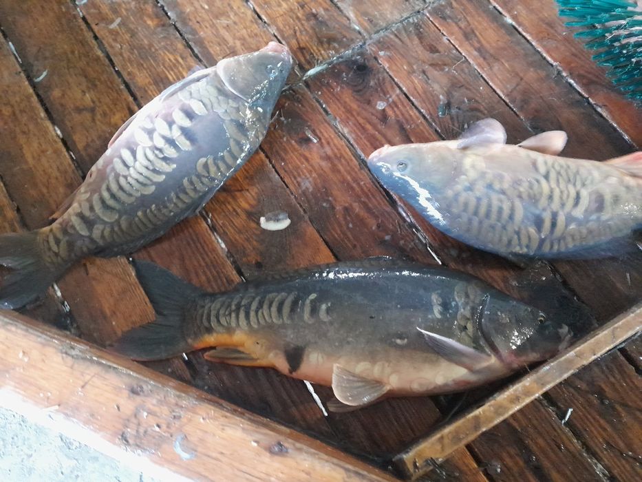 Sprzedaż ryb z własnej hodowli