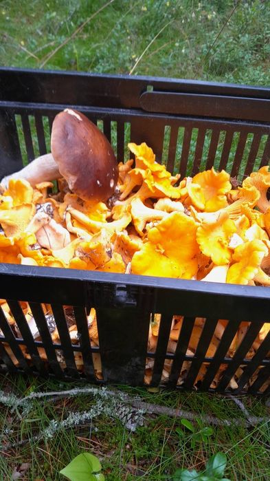 Лисички сушені...