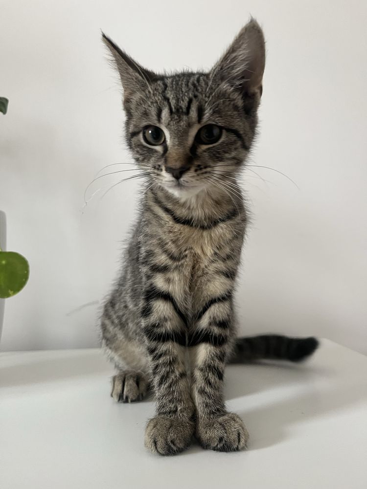 kotki do adopcji