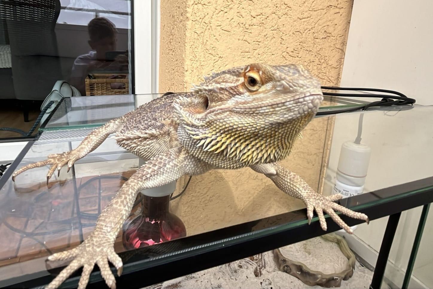 Agama Brodata z Terrarium