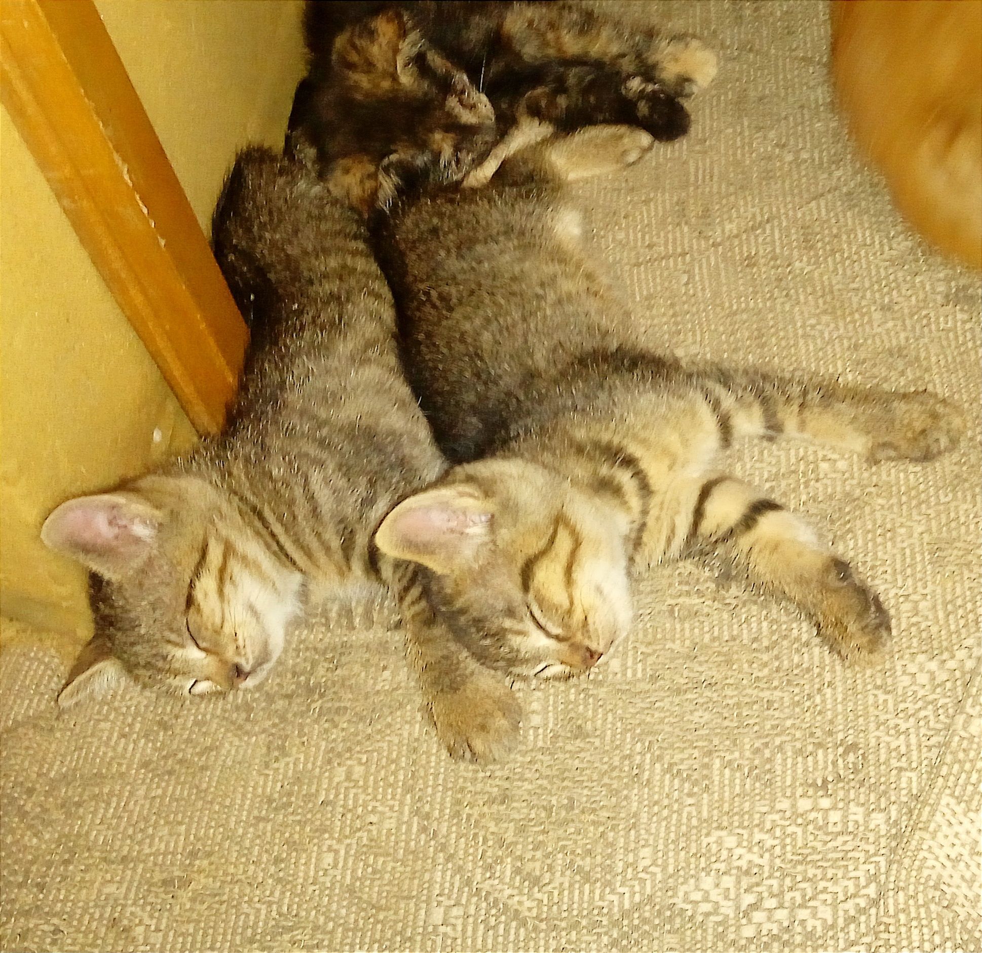 Отдам замечательных котят