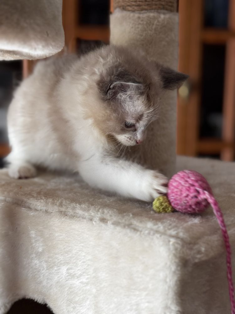 Kotka Ragdoll bicolor