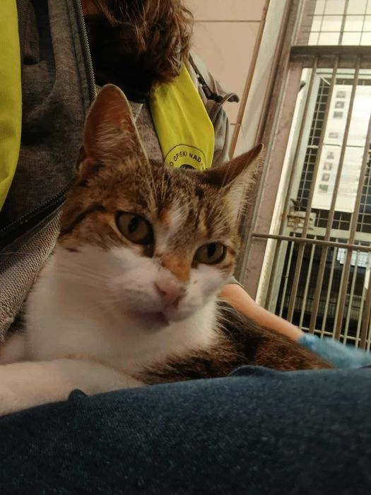 Alinka - czy ma szansę na dom czy resztę życia spędzi w schronisku?