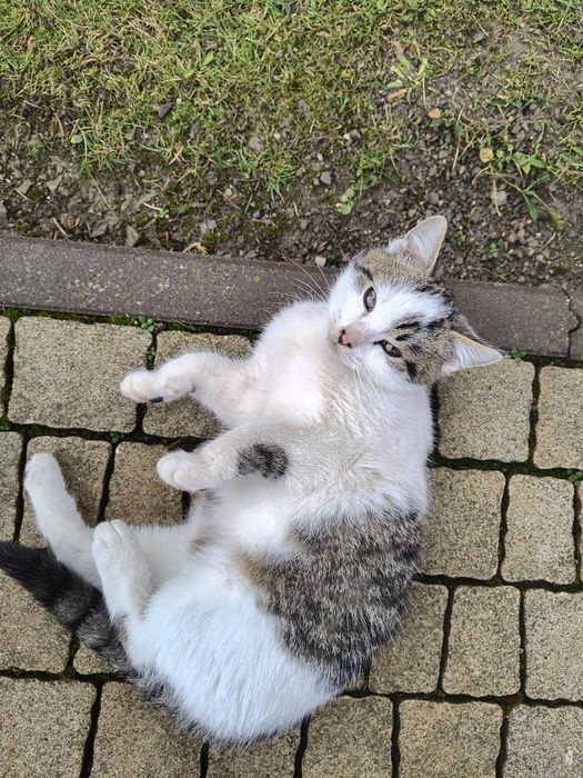 Kot kotek oddam kocur