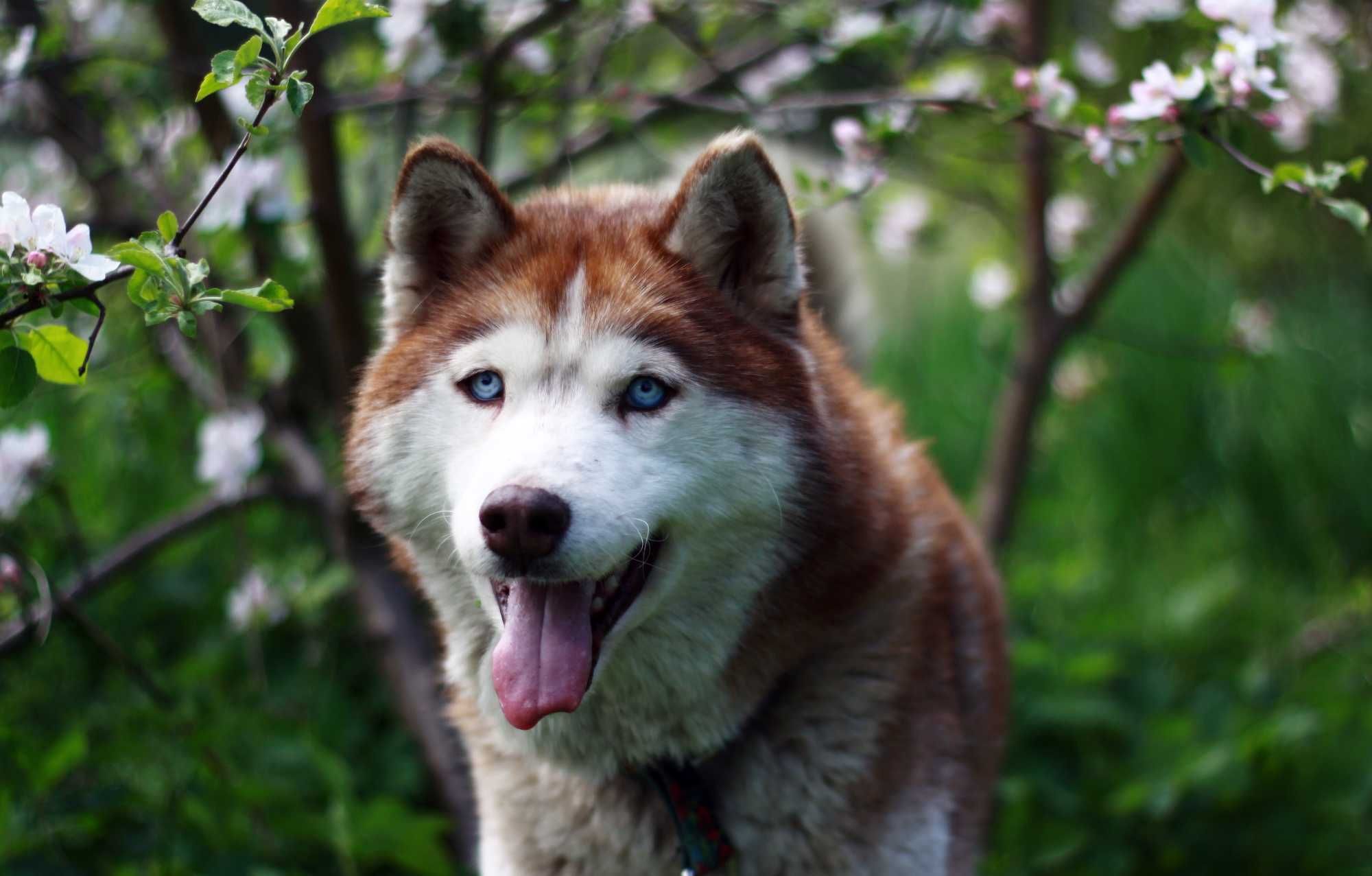 Piękny, rudy i niebieskooki pies husky szuka domu, nieduży, proludzki