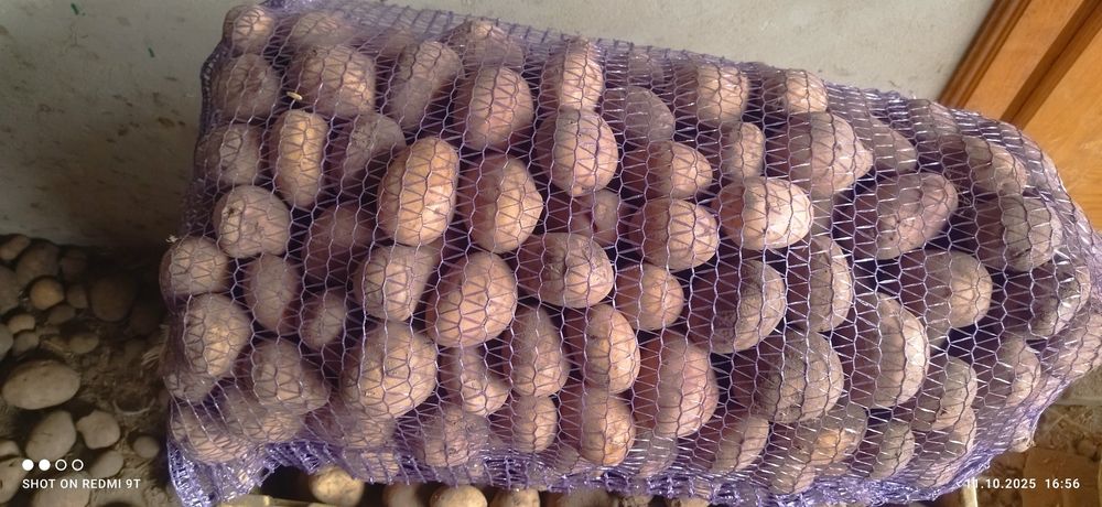 Продам картоплю велику середню дрібну