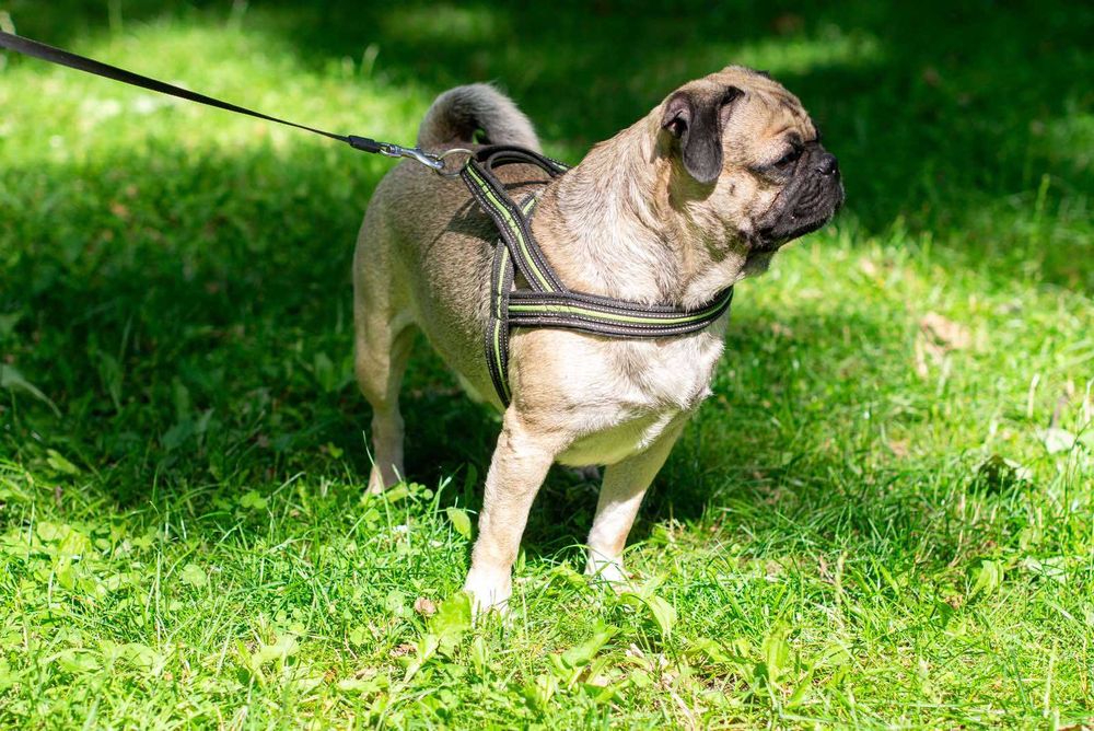 Мопс Марк для вязки (случки) - расходы берём на себя