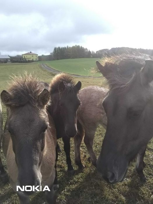 Konik polski / konik polski klaczki / koniki polskie klaczki 3500zł