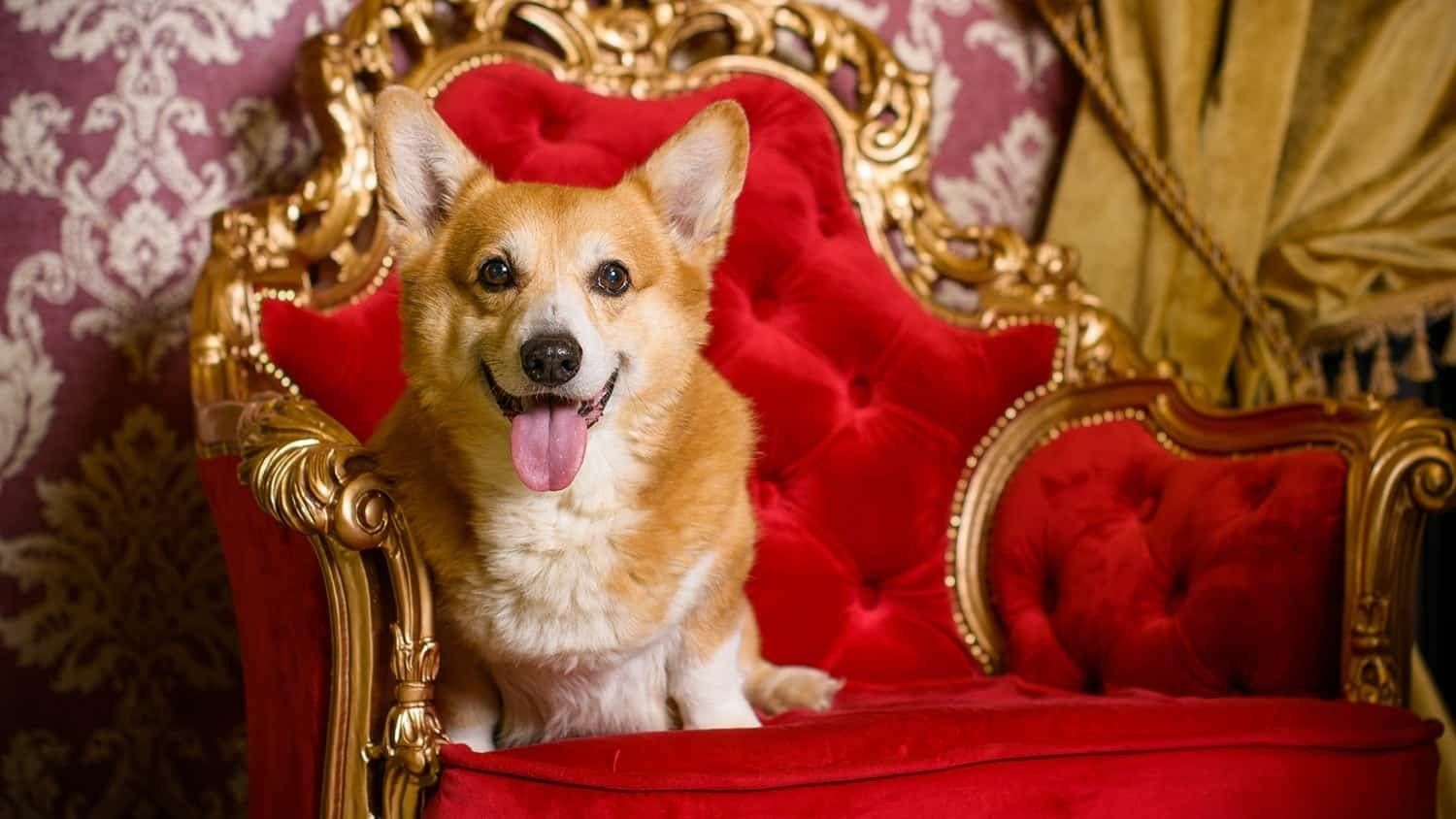 Welsh Corgi Pembroke -raca Rainha Elizabeth ||