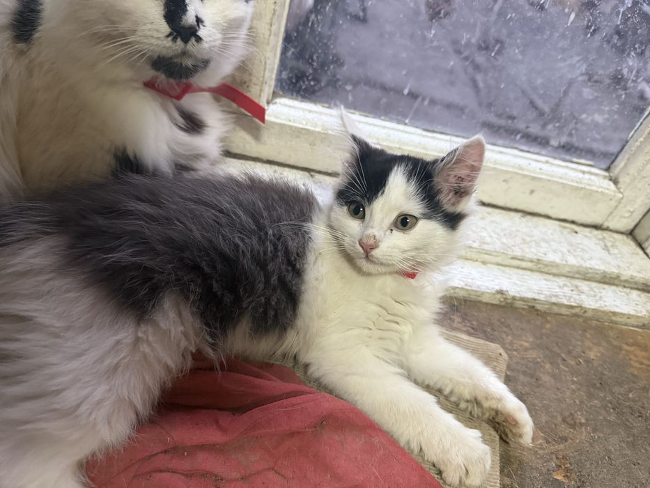 Котики віддам в добрі руки