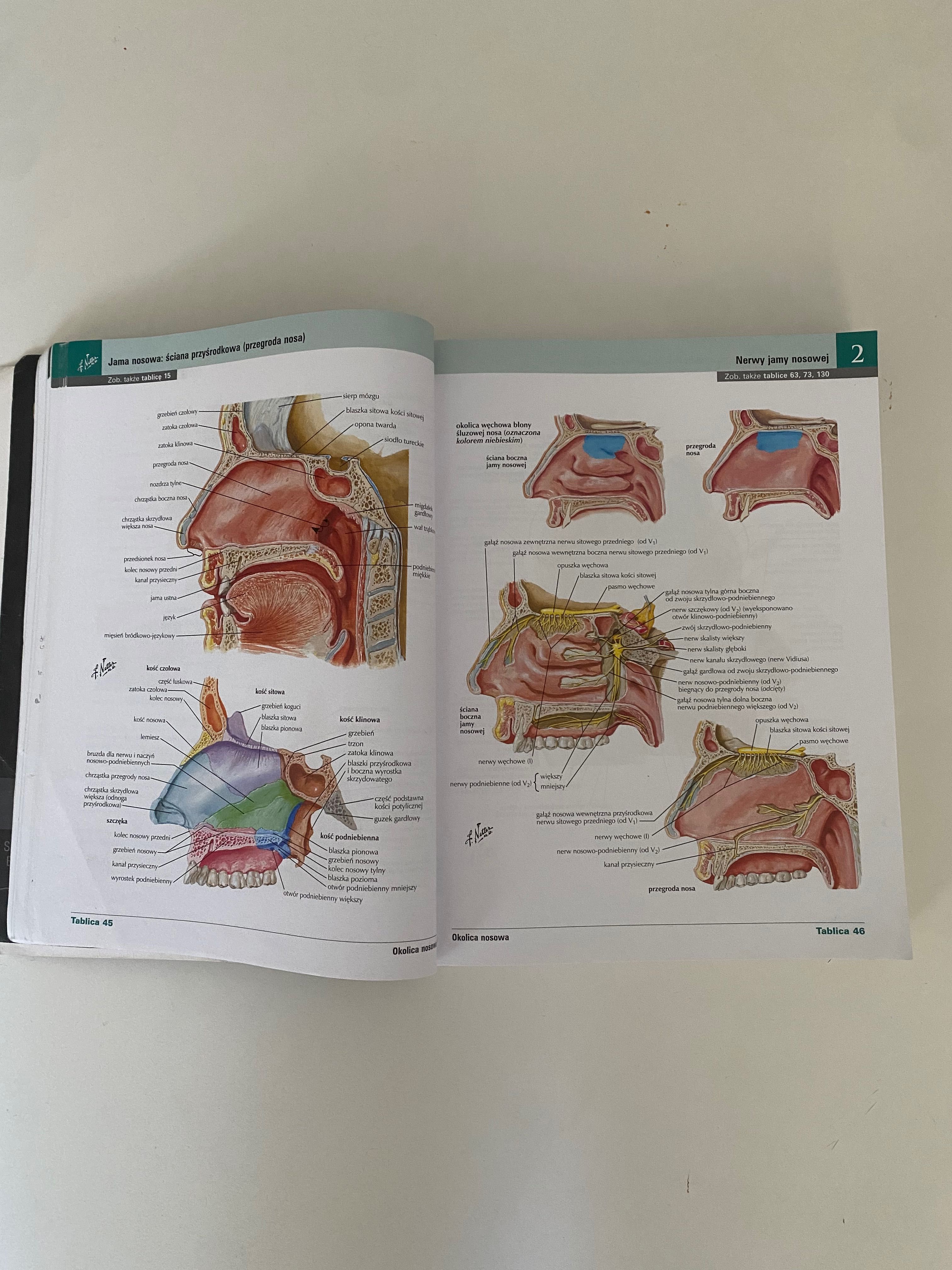 Atlas anatomii człowieka Netter