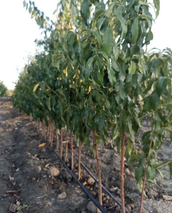 Саджанці Плодових Дерев/ОПТ, Роздріб, Дроп