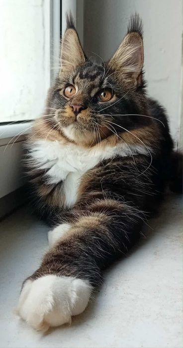 Kocurek Maine Coon z rodowodem