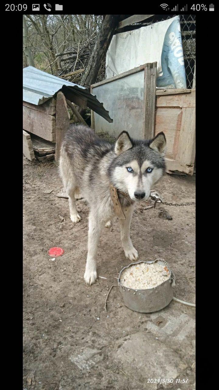 Собака в добрі руки