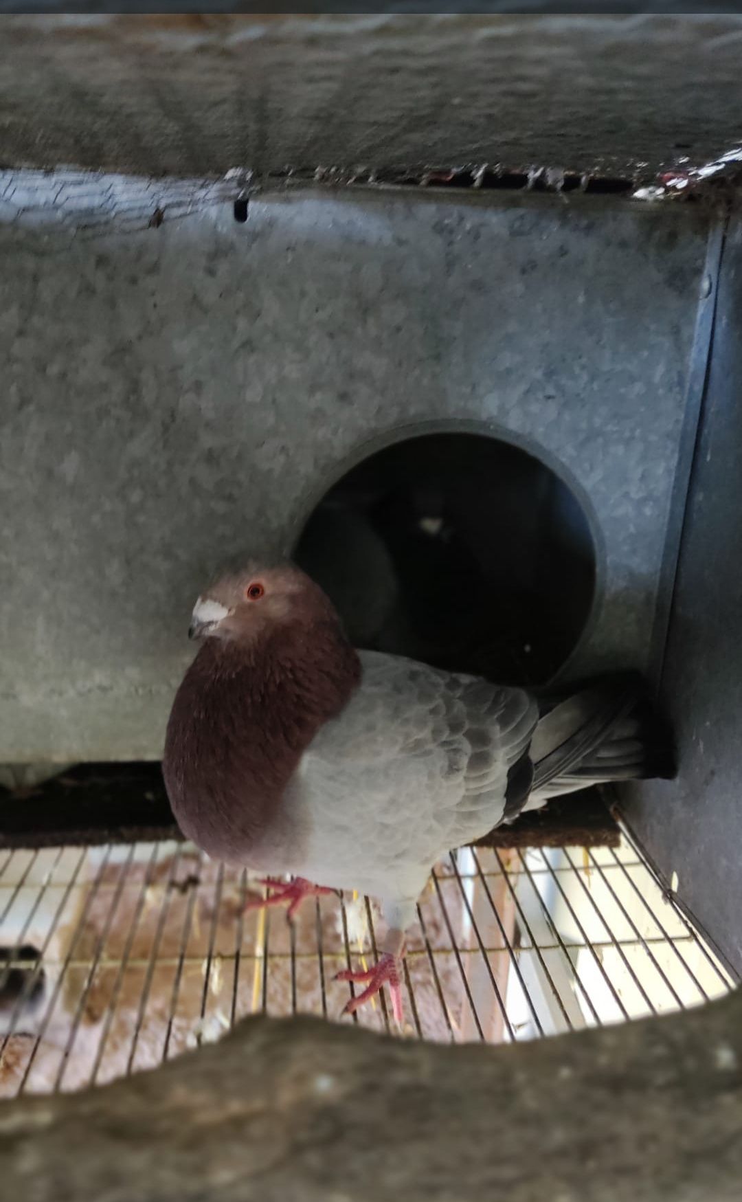 Pombos pica peito rosado