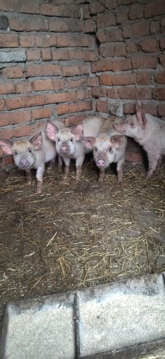 Продам поросята Петрен