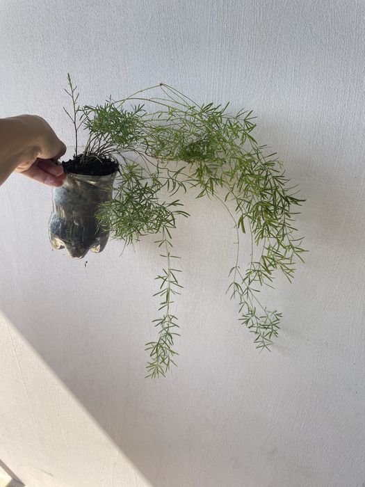 Аспарагус, кімнатні рослини