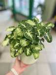 Syngonium roślina doniczkowa