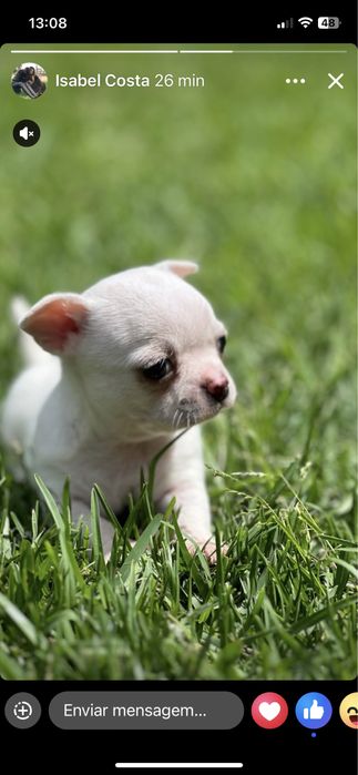 Chihuahua  com 2 meses