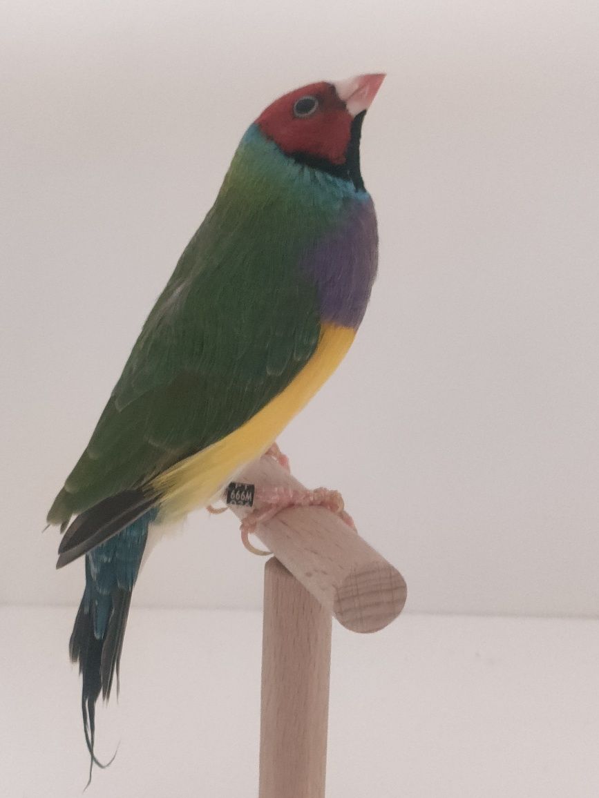 Ultimos machos diamantes gould