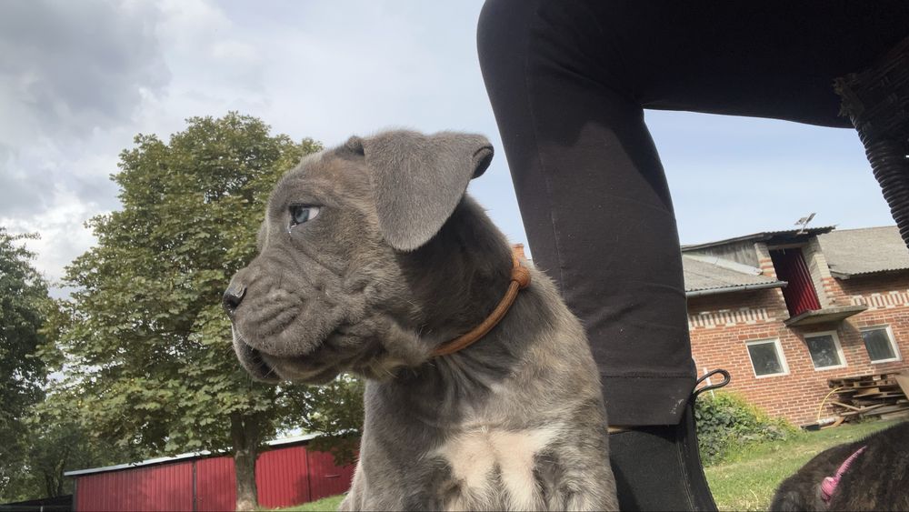 Cane corso italiano