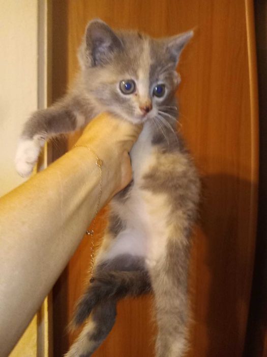 Котенятко в добрі руки