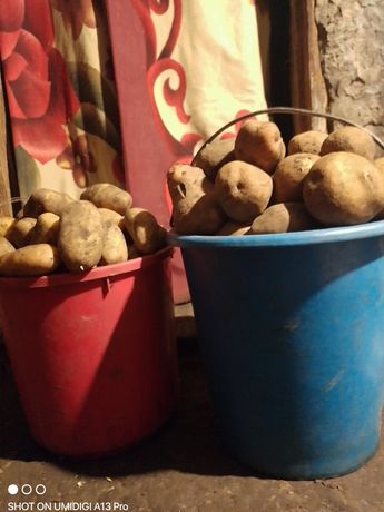 Продам картоплю гранада ,лугова та слов'янка
