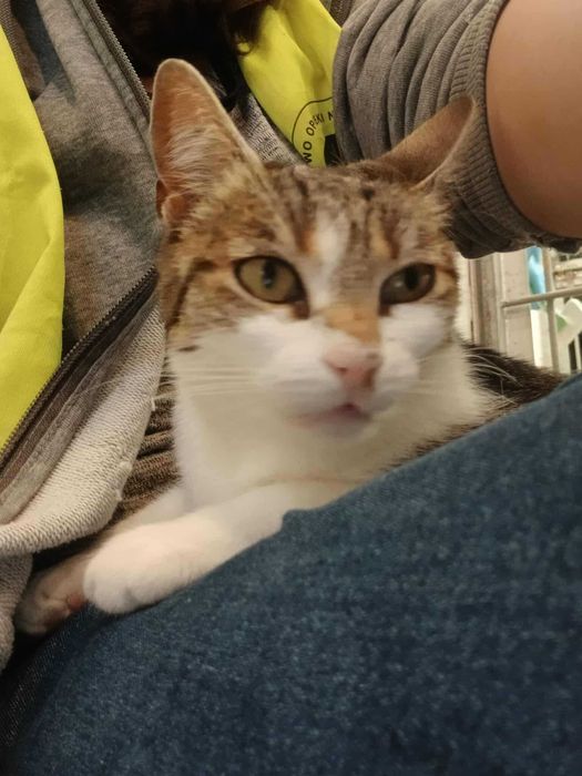 Alinka - czy ma szansę na dom czy resztę życia spędzi w schronisku?