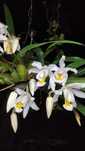 Orquídea Noiva Típica.
