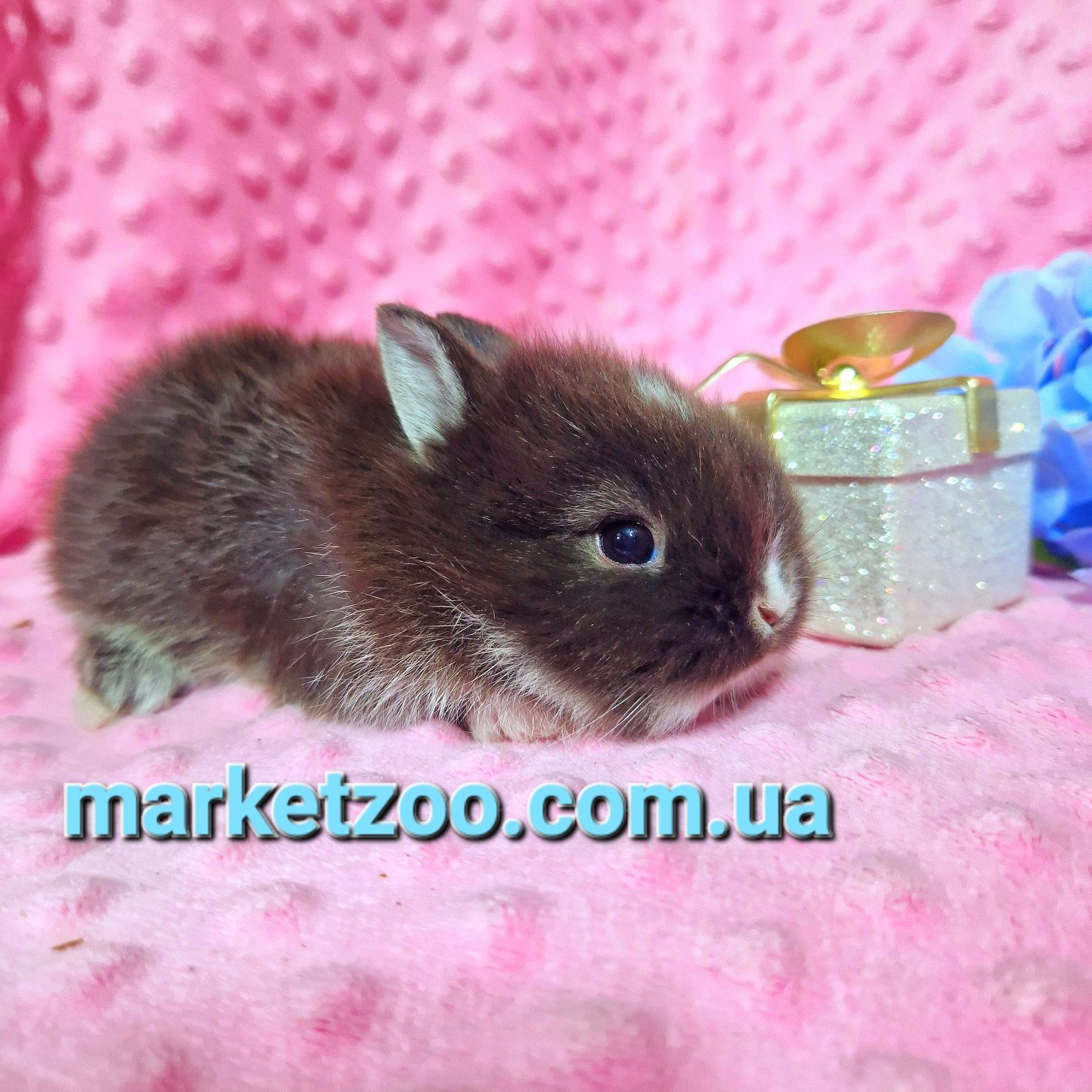 Малесеньке чудо-мініатюрний Нідерландський кролик,окрас чорний оттер