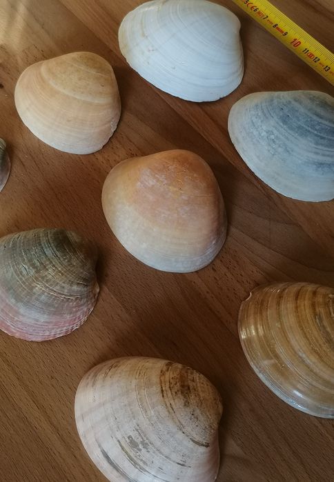 Conjunto 9 conchas do mar