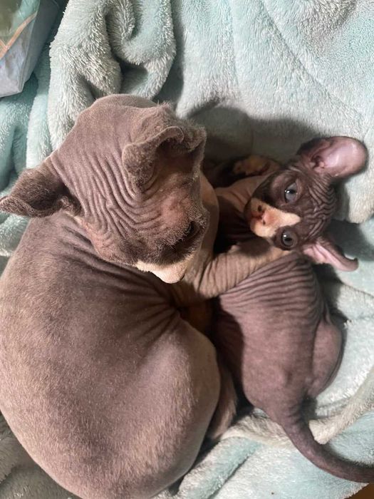 Продаётся кот породы Эльф тёмного окраса