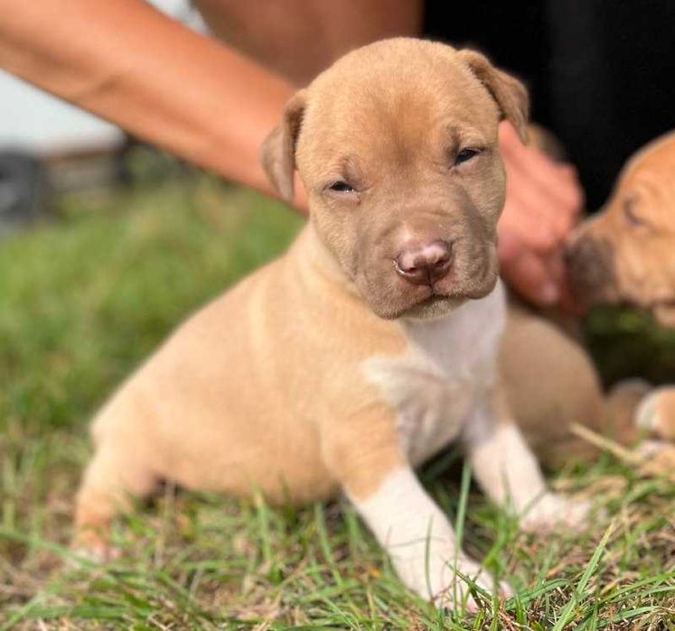 American Pitbull Terrier import Balkany