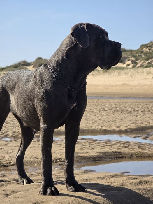 Cane Corso Italiano