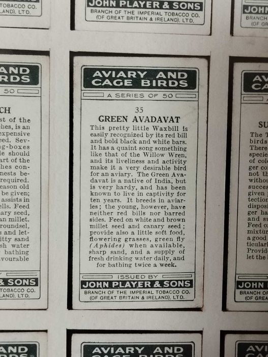 Quadro Pássaros - Colecção 50 Cartões Cigarros