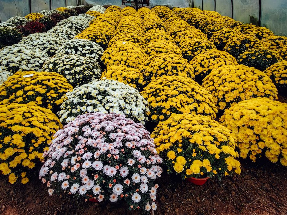 Chryzantemy drobnokwiatowe