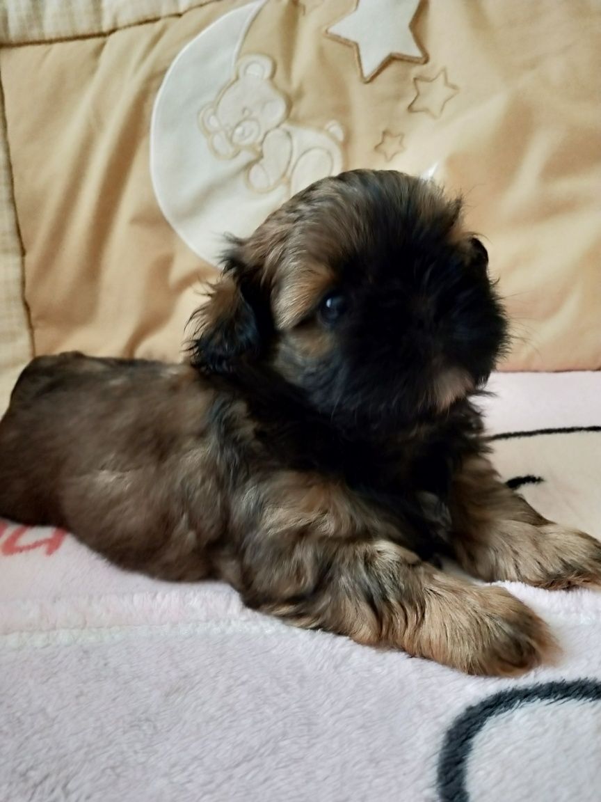 Śliczna suczka shih tzu