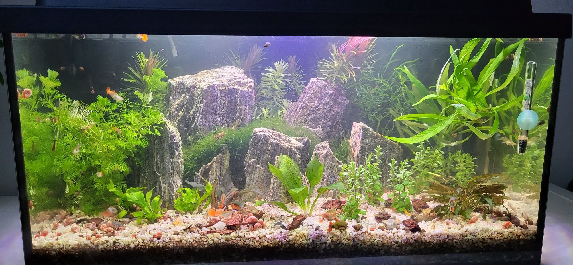 Akwarium Aquael 54l