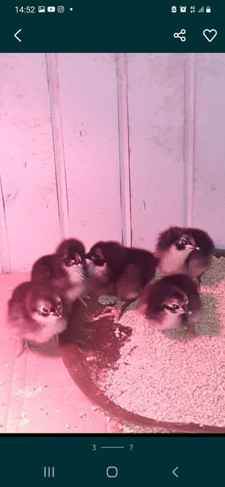 Pintos, e frangos (pitos) de raça Australorp Negra