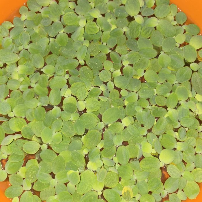 Пістія для акваріума