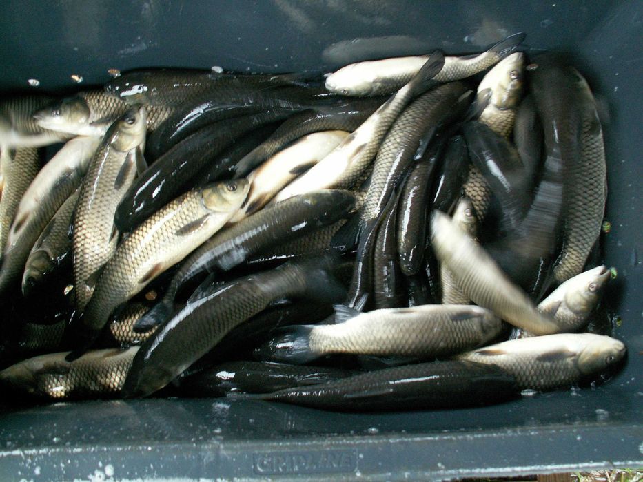 karpie koi, karasie kolorowe ozdobne i inne ryby