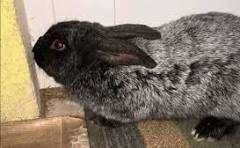 Кролики " Полтавське срібло" (Робочі самці)